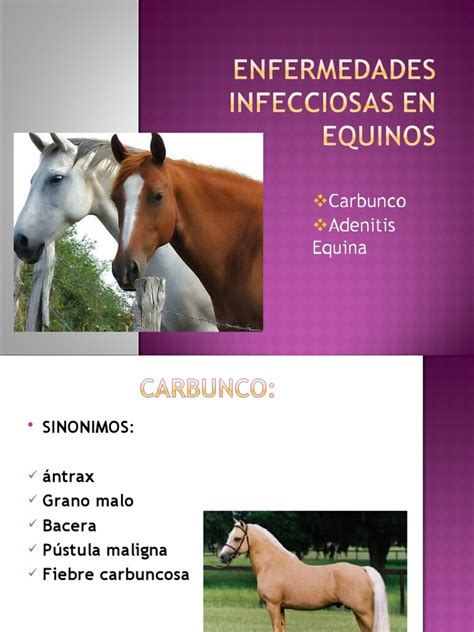 enfermedades infecciosas en equinos pdf
